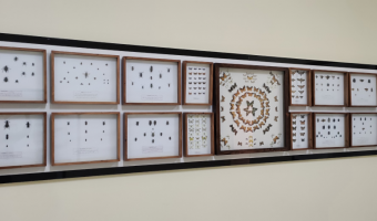 بخش حشرات گالری تاریخ طبیعی و حیات‌وحش موزه و مرکز اسناد و مفاخر دانشگاه بیرجند راه‌اندازی شد